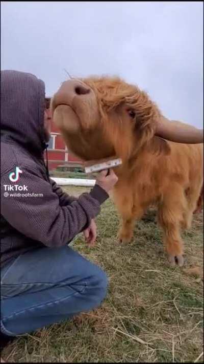 I love highland cows