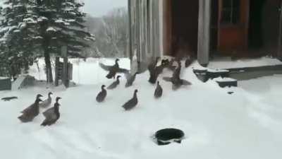 Hey guys let's go outside... nope nope nope