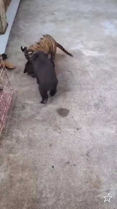 ¡Míralos Beelce! ¡Míralos y dime qué son adorables! ¡DIMELO!