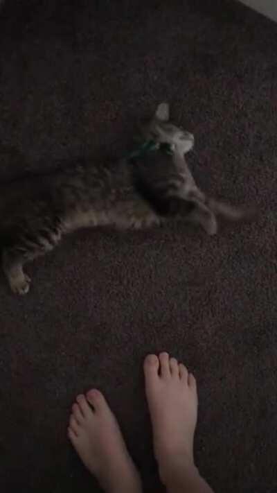 Amour likes to flop on my feet and attempt to wiggle her way across the floor