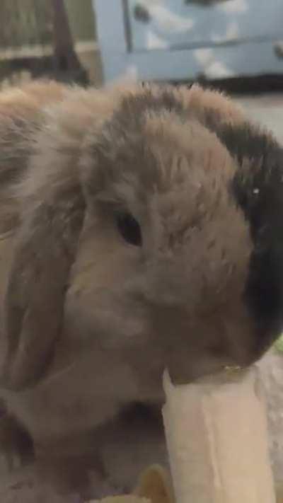 Rabbit after 27 days claims another banana