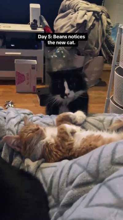 Cat notices a new kitten in the house
