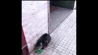 um gato autentico