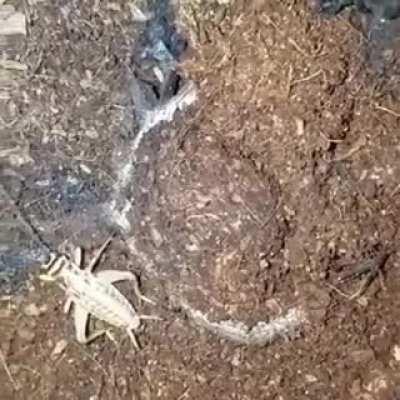 Massive spider eating grasshopper