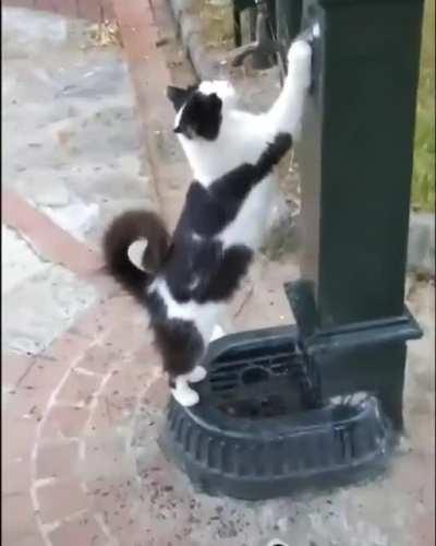Cat.