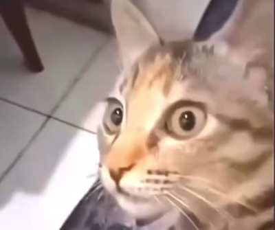 paranoid wunk remembers the war