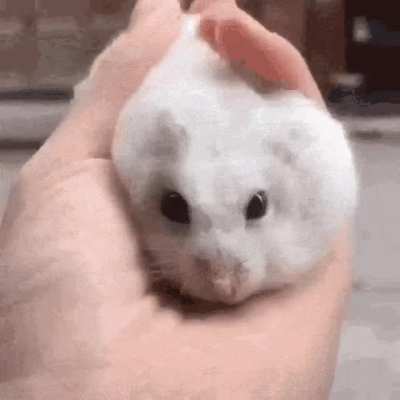 Me tenderise small animal consumption for later