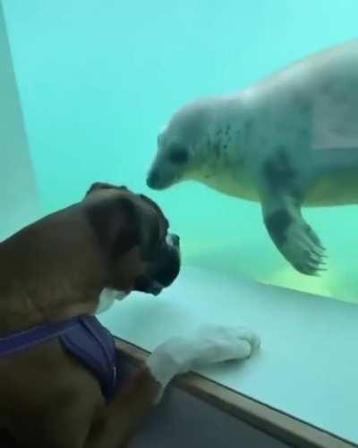 2 doggos of different worlds