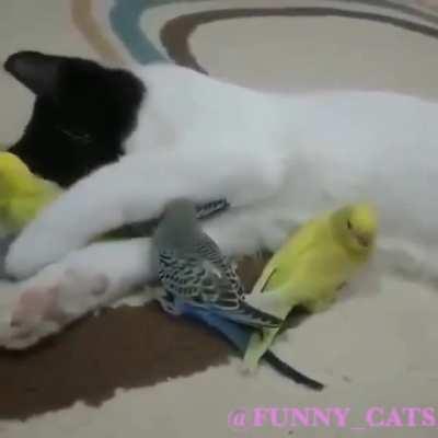 ❤️🐈🐾🦜🦜