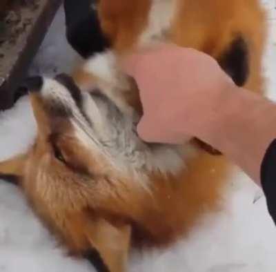 Don't boop the fox!