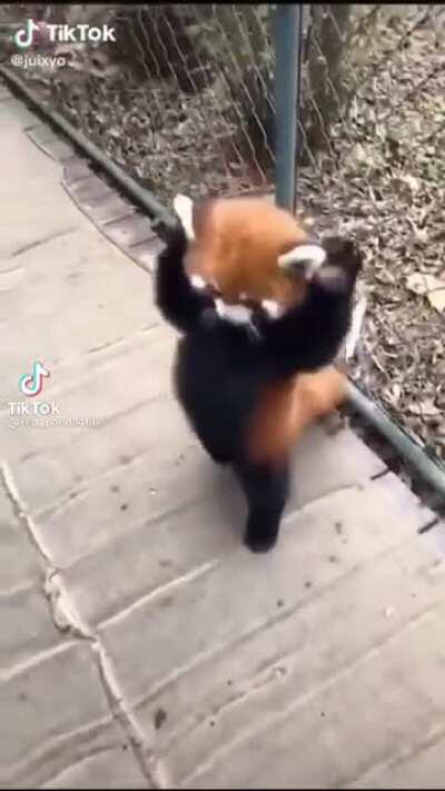 Red panda for the queen
