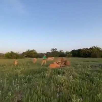 Когда твой сафари-гид из России