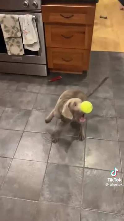 Graceful wunk catches ball with a single swift motion