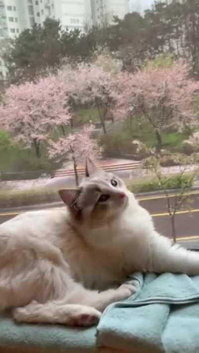 Meringue watching the rain wash away the cherry blossoms~