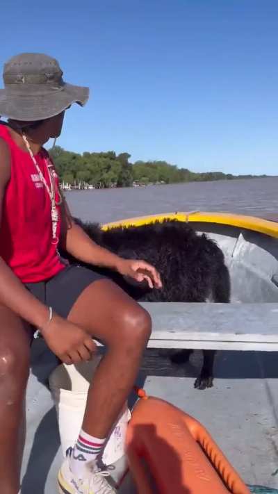 Roffo el perro que cruza todos los días el Paraná para ir a su casa se cruzó con un grupo de guardavidas y le ahorraron el viaje
