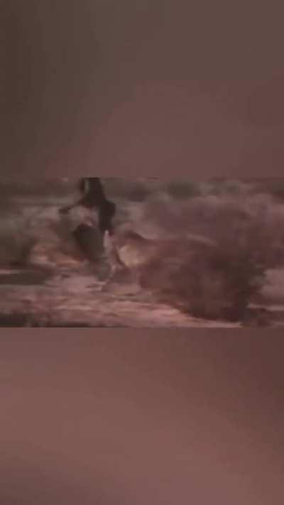 Stealing Cheetah's food