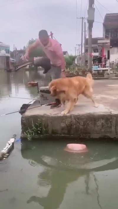 Goldie saves fish
