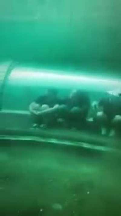 Seeing the jaws up close