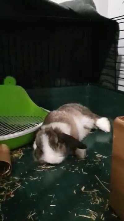 Piccolo getting comfy