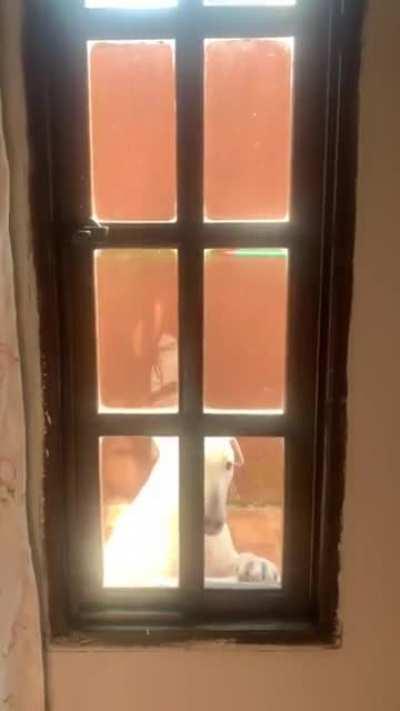 I don't wanna talk to you, hooman...