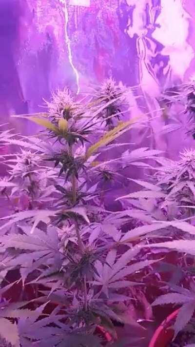 The only good thing about 2020 so far!!!!! My pandemic girls!!!!!