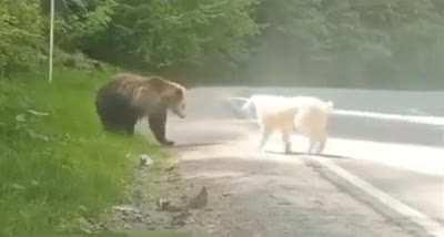 Happened today in Greece - A dog puts a bear in its place