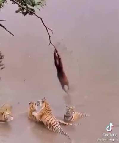 We gettin our TENDIES