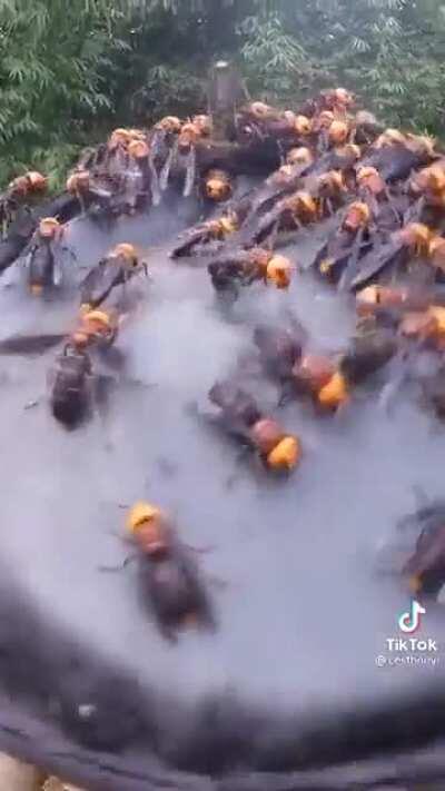 Doing some digging and trying to ignore the murder hornets