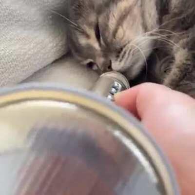 Cat snoring microphone 4