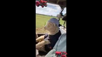 śmiechawa u rafała originals!! koza w traktoze😂😂😂(za darmo na zywo online 2021 pobierz za darmo free)