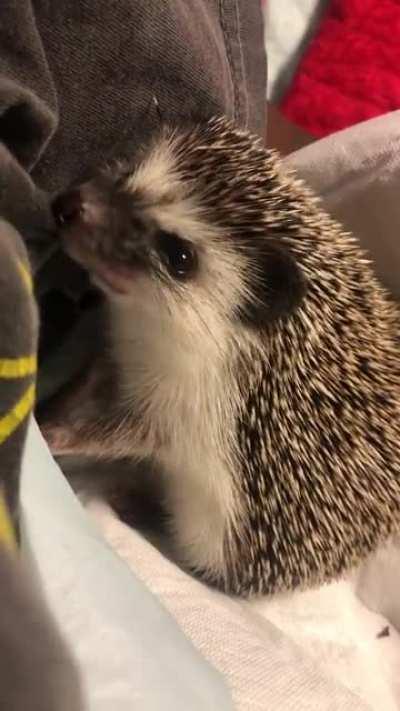 He loves chewing on my shirts 🥺