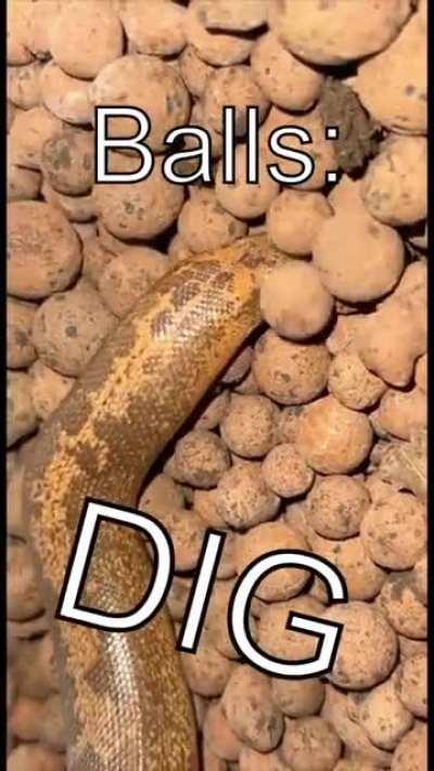 A sand boa’s favorite activity