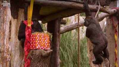 The troop found their presents! Wishing everyone a lovely festive seasons, be as happy as a gorilla, Good Yule and Merry Christmas!