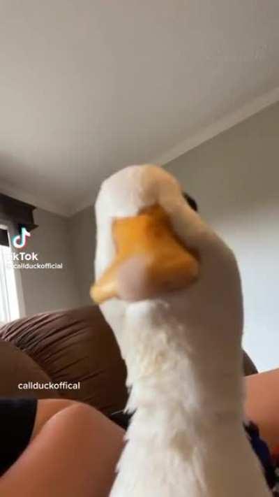 cursed quack. (credit: callduckofficial on tiktok)