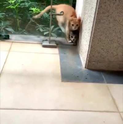 iNtErDiMeNsIoNaL cAt FuCkInG cLoNeS iTsElF