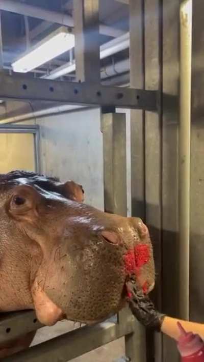 Wunk is used as a test subject for wall paint