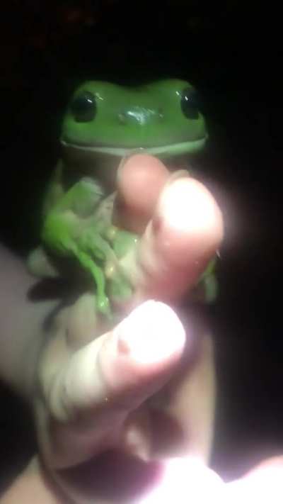 Went camping - wild frog
