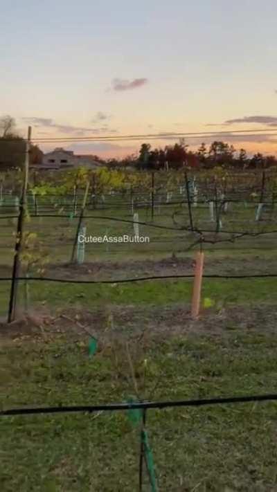 Wine helps my tits come out