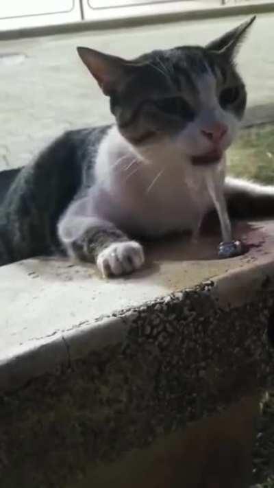 Helping a lil feline