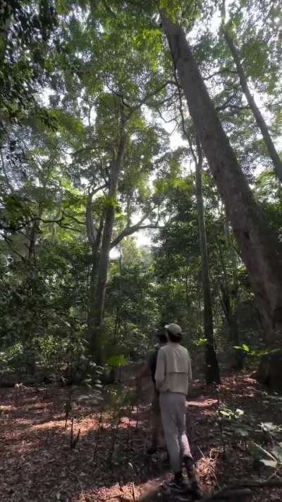 🔥 The sounds of the Congo, with no added music or SFX