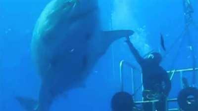 Deep Blue, the largest Great White Shark on record. At least 50 years old, what an absolute unit.