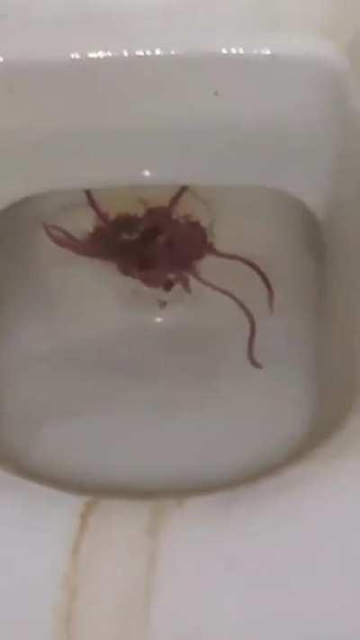 Came across this creature from the upside down in my college bathroom.