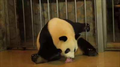 Panda giving birth.