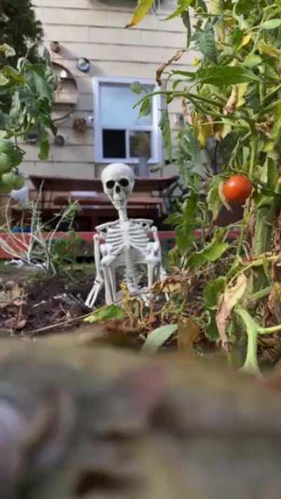 Grow your own Home Depot 12 foot skeleton 💀
