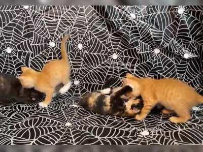 Kitten fight club is under way.