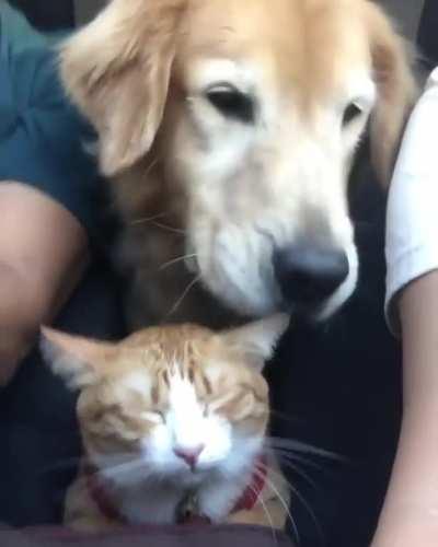 Stuck on a road trip with the dog