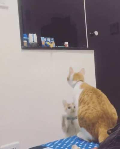 Mother cat helping in getting the toy.