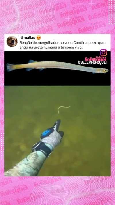 Se não me engano tem dois tipos, o grande entra pelo teu 🐤 e te devora de dentro pra fora e o pequeno entra na pelo teu 🐤 e fica no seu🛍 bebendo sangue 