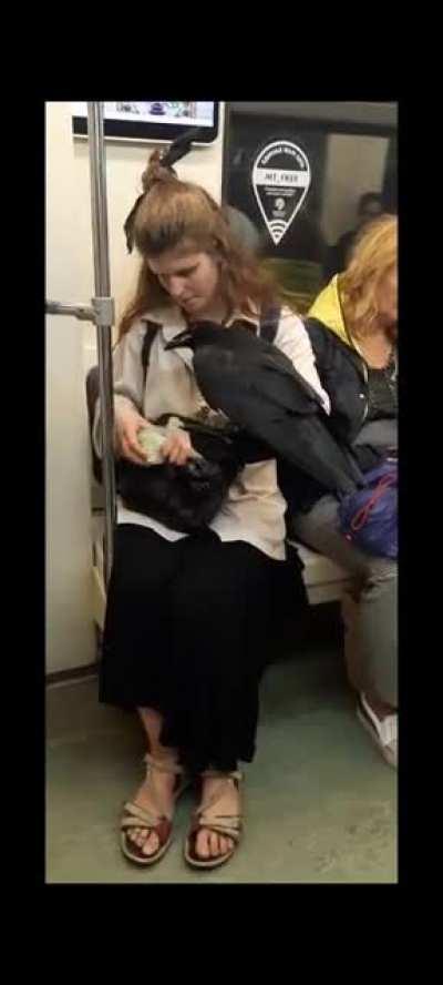 Lady and her pet crow on the metro in Moscow.