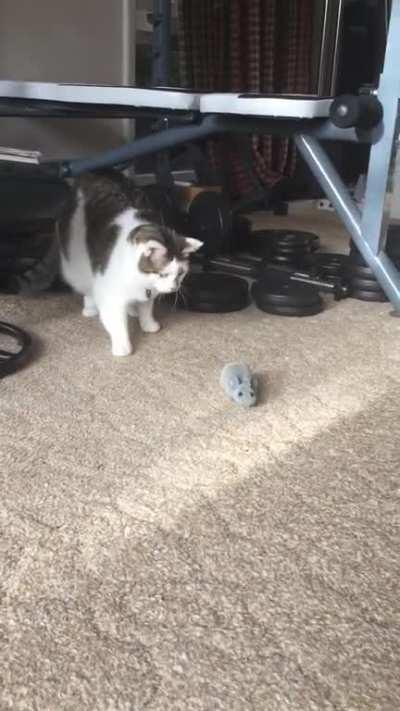 We bought our cat a remote controlled mouse toy. She was not impressed.